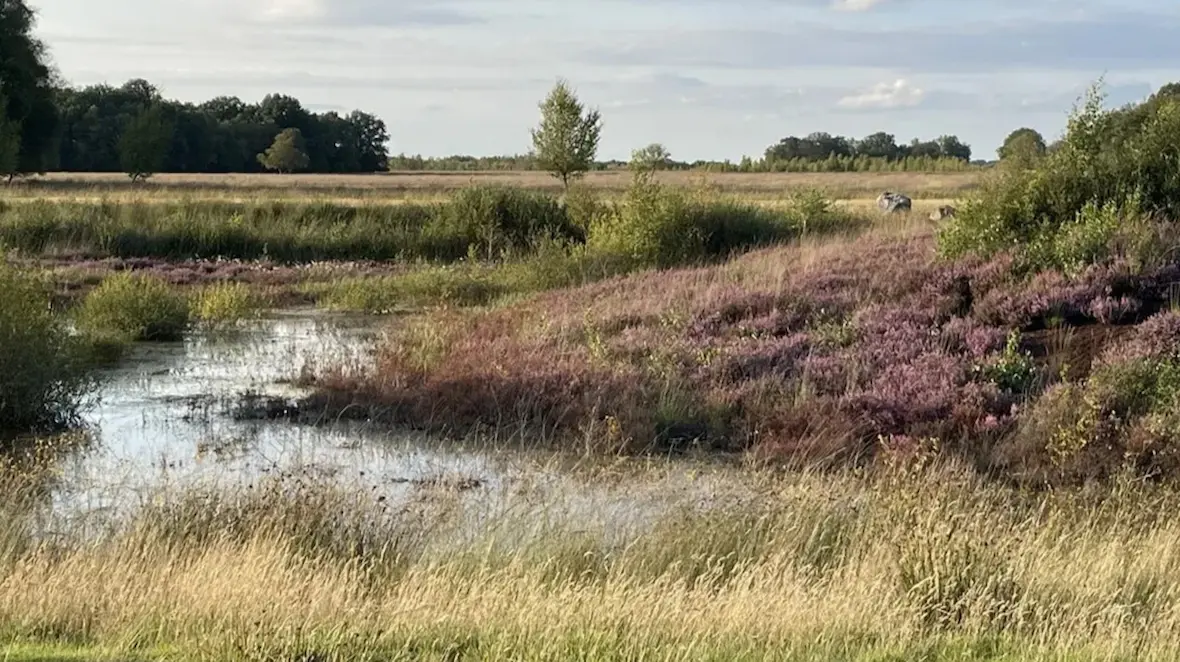 Gebied Peat Uitgelicht