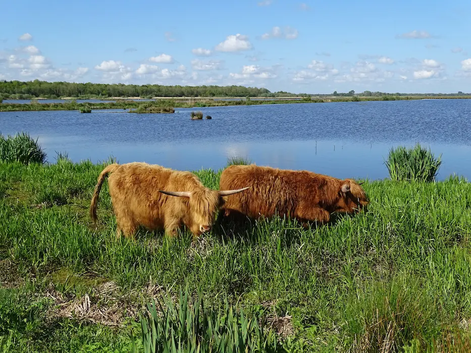 Kropswolderbuitenpolder-3